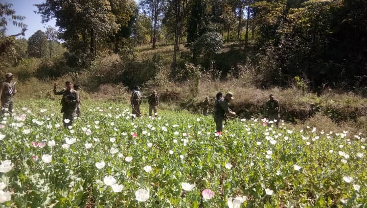 सरायकेला में 17 एकड़ में लगे अफीम की खेती को पुलिस ने किया नष्ट, अफीम तस्करों पर होगी कार्रवाई