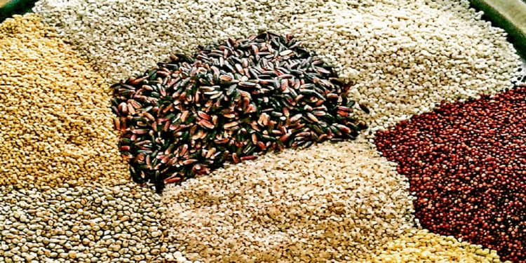 धनबाद में बढ़ रही है बाजरा की मांग, कई बीमारियों की है रामबाण दवा, जानें क्या कहते हैं एक्सपर्ट