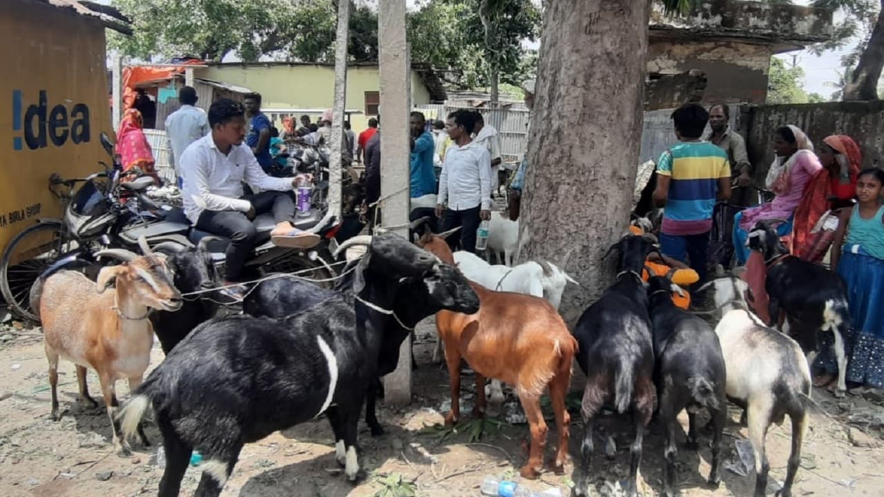 बिहार: बकरीद में कुर्बानी के लिए बकरों का सजा बाजार, जानिए क्यों है राजस्थान से लाए पठान की कीमत 70000 रुपए?