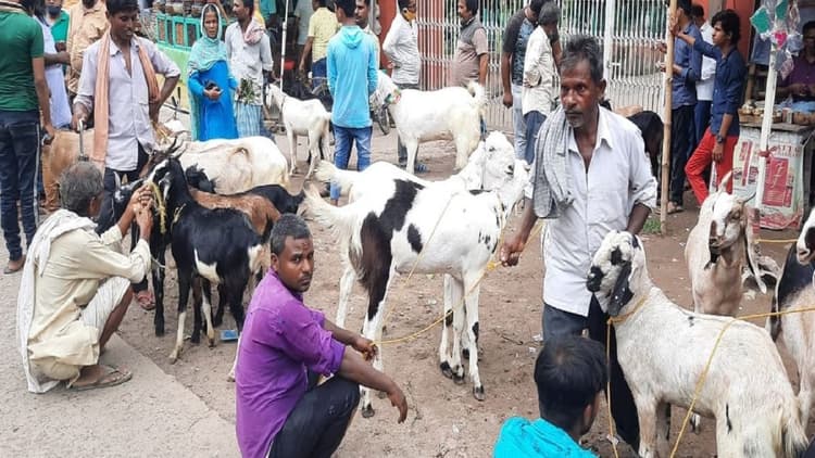 Bihar News: मंदिर में बलि के लिए लाये बकरे का पुलिस को कराना पड़ा पोस्टमार्टम, जानें मामला...