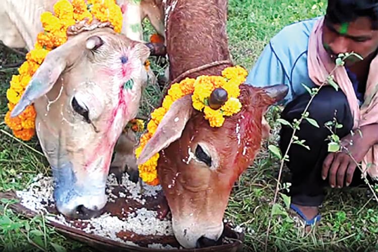 नेगाचारि मूलक डांगर की कद्र का मंगलकार्य है बांदना परब