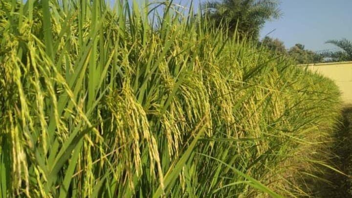 UP News: यूरोपियन देशों में बासमती के निर्यात में 15 फीसदी की गिरावट, 30 जिलों में 10 कीटनाशकों पर प्रतिबंध