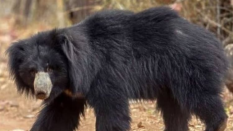 Bihar: बगहा में बाघ और तेंदुआ के बाद अब भालू से भी दहशत, खेत में काम करने गये किसानों पर हमला, दो जख्मी