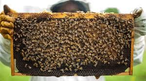 जैव विविधता का संरक्षण भी है मधुमक्खी पालन