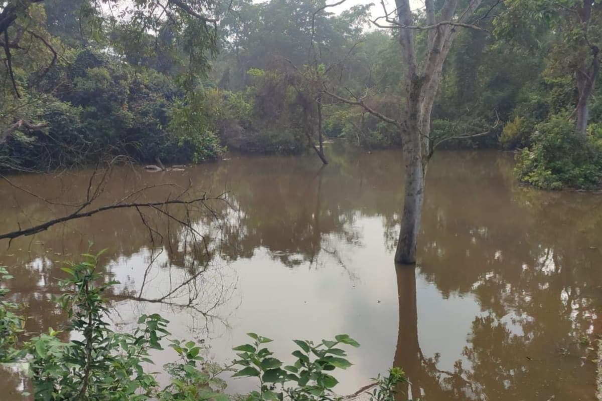 झमाझम बारिश से बेतला नेशनल पार्क के जलाशय लबालब, वन प्रबंधन ने ली राहत की सांस