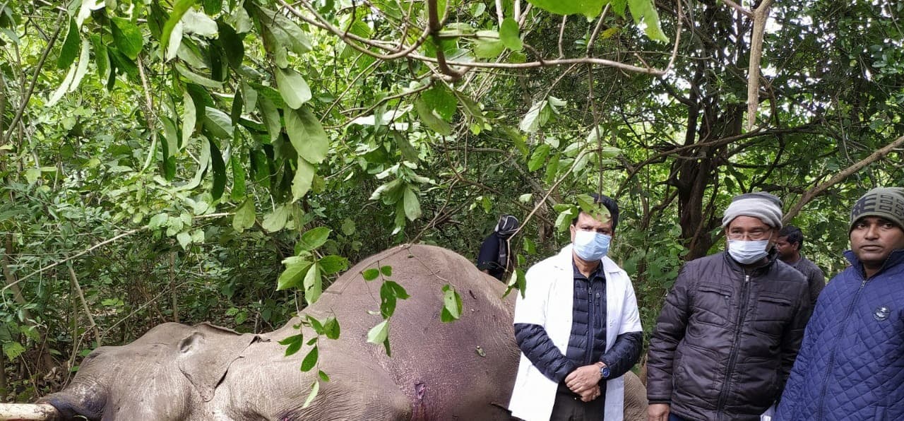 Betla National Park Latest News : कर्नाटक से झारखंड के बेतला नेशनल पार्क में लाए गए हाथी काल भैरव को जंगली हाथियों ने मार डाला, पढ़िए ये रिपोर्ट Betla National Park Latest News : कर्नाटक से झारखंड के बेतला नेशनल पार्क में लाए गए हाथी काल भैरव को जंगली हाथियों ने मार डाला, पढ़िए ये रिपोर्ट