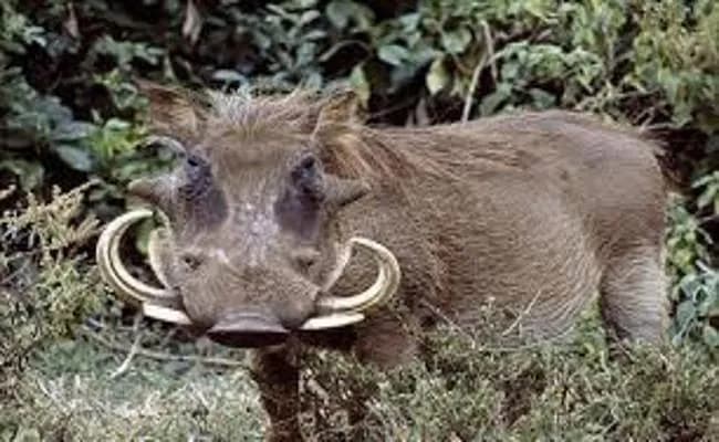 खेत में काम कर रहे किसान पर जंगली सूअर ने किया जानलेवा हमला, हुई मौत