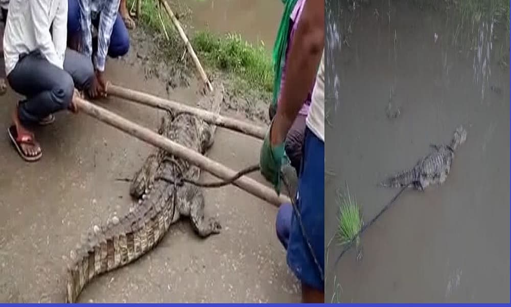छोटे को मगरमच्छ के कब्जे में देख नदी में कूदा पड़ा बड़ा भाई, बचायी जान