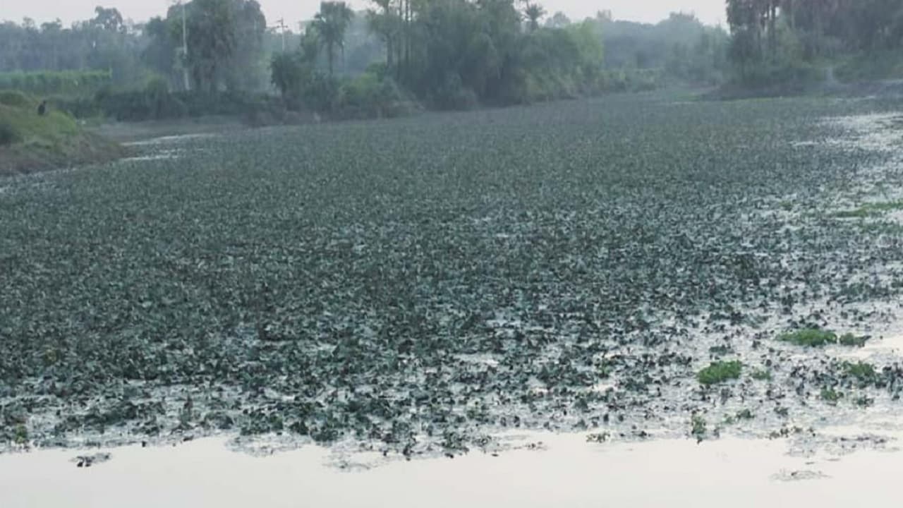 Bihar: किसानों के पास है नेपाल से भूटान तक व्यवसाय का मौका, केवल एक फसल बना देगा करोड़पति