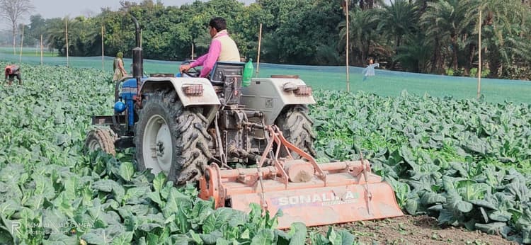 Bihar News : अब मुजफ्फरपुर में किसान ने चला दिया गोभी के लहलहाते फसल पर ट्रैक्टर, जानिए वजह