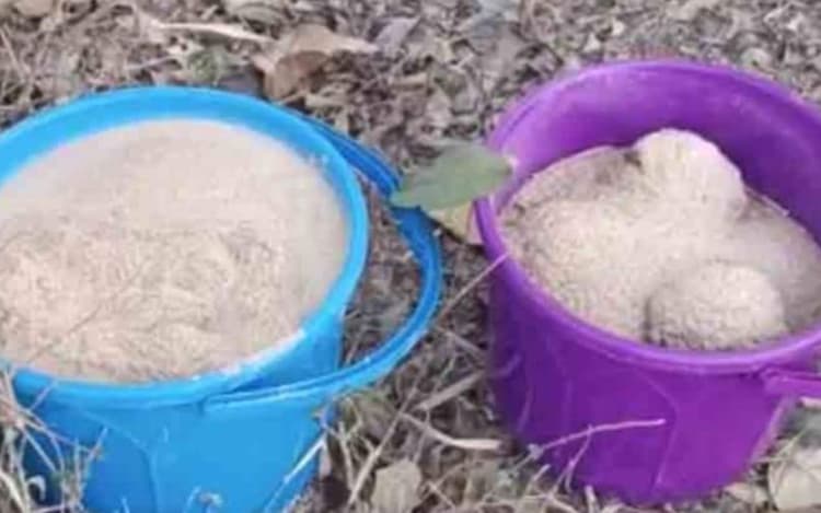 West Bengal Crime News: पंचायत चुनाव से पहले बीरभूम में 80 बम मिलने से हड़कंप