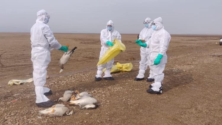 इंसानों तक पहुंचा Bird Flu का घातक वायरस, 7 लोग संक्रमित, जानें कितना बड़ा है यह खतरा