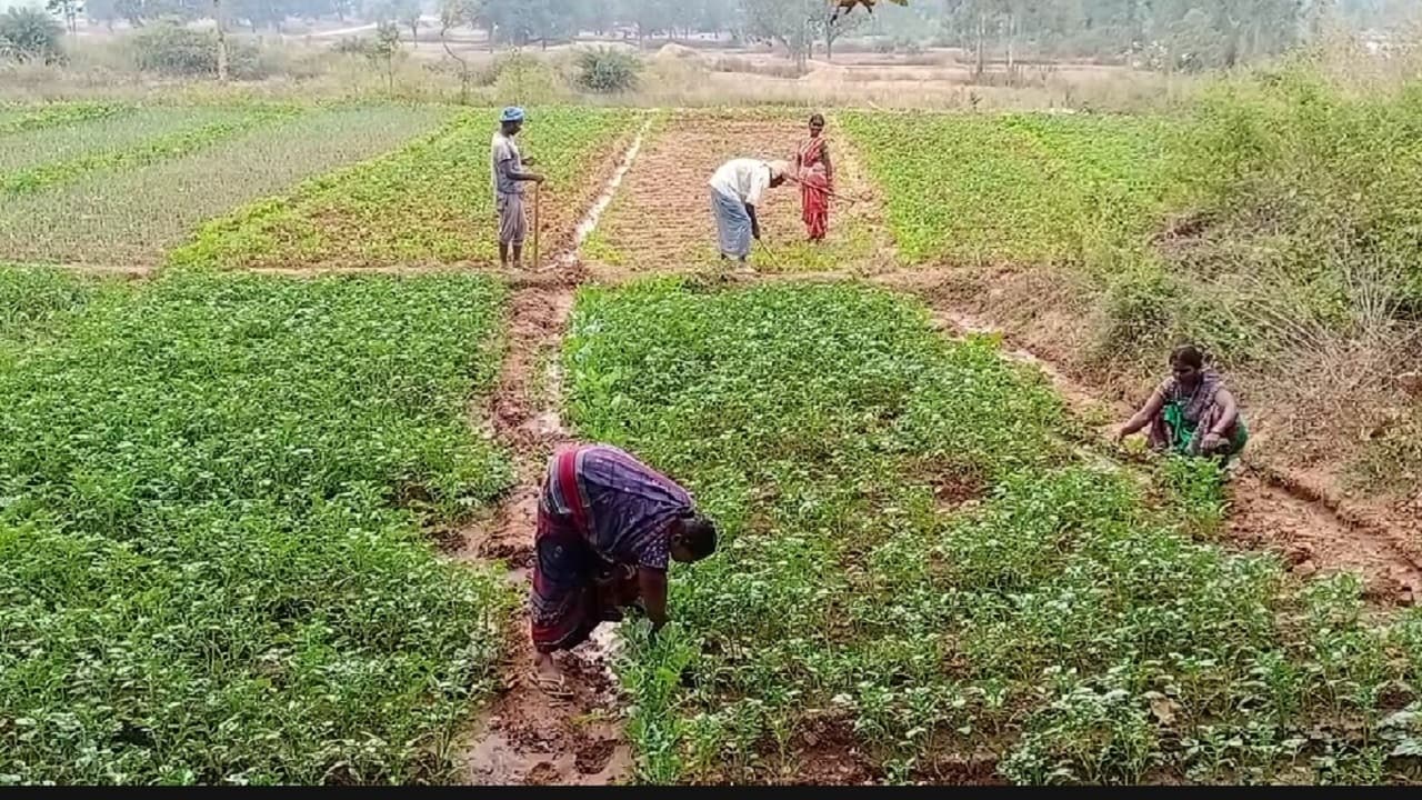 Jharkhand News: आदिम जनजाति बिरहोर जंगलों में शिकार करना छोड़ अब कर रहे जैविक खेती, बीएड कर रही अनीता