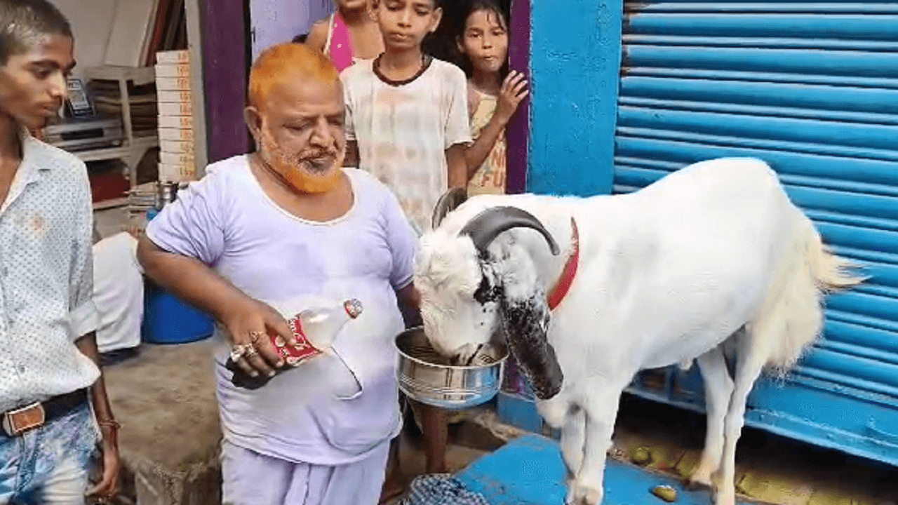 Bakrid 2023: चर्चा में है भागलपुर का 'लॉकडाउन' बकरा, रोज पीता है कोल्ड ड्रिंक, कीमत जानकर रह जाएंगे हैरान