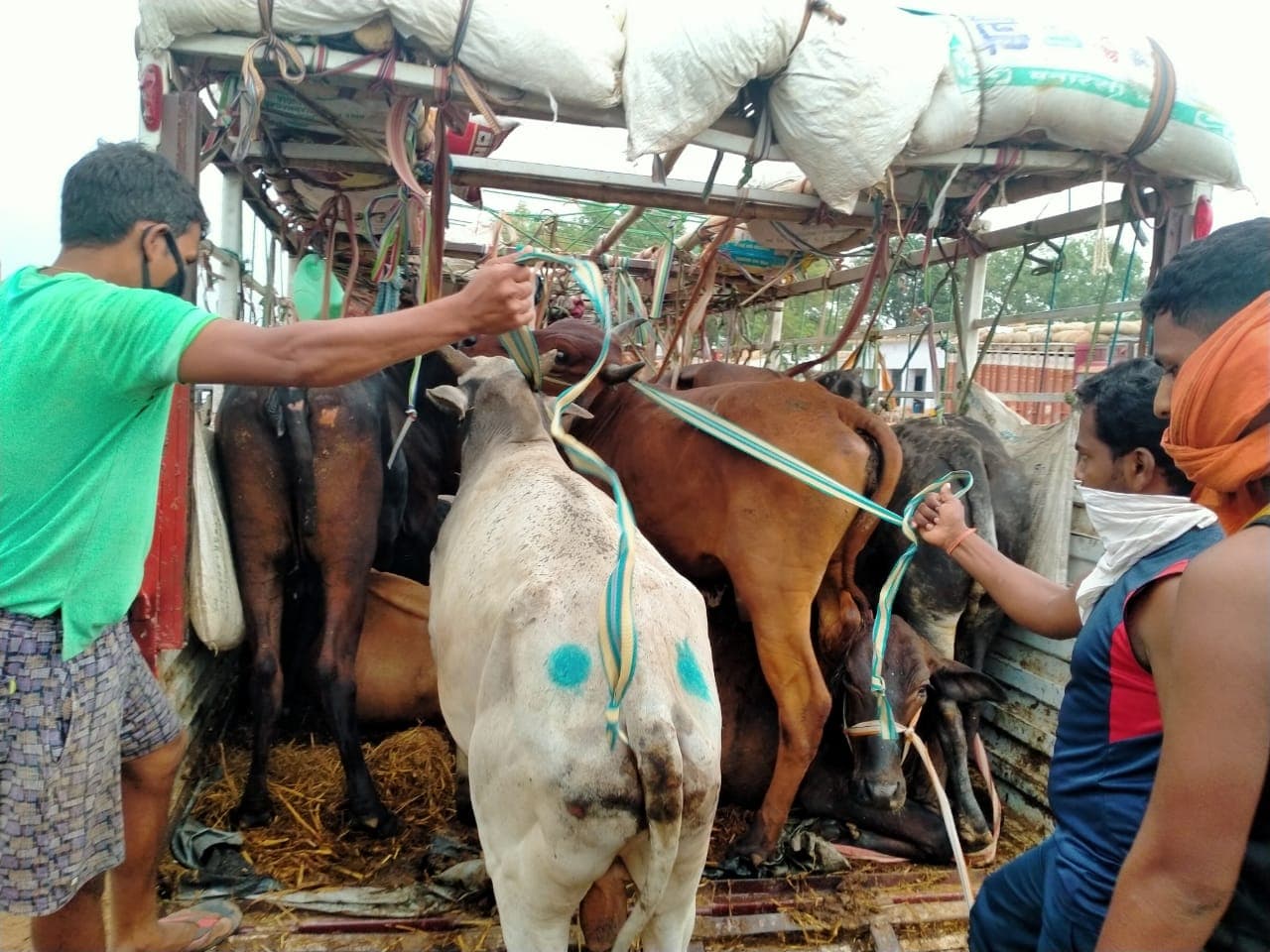 Jharkhand : ट्रकों पर जरूरी सेवा का पास लगाकर कोडरमा के रास्ते मवेशियों की तस्करी, 4 गिरफ्तार