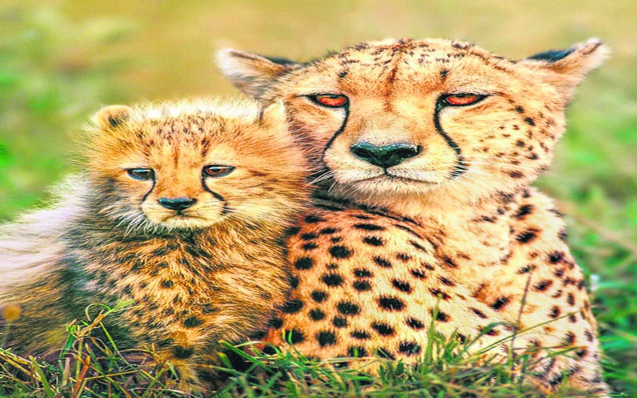 चीता से कैसे अलग हैं बड़ी बिल्ली परिवार के अन्य सदस्य, जानें यहां