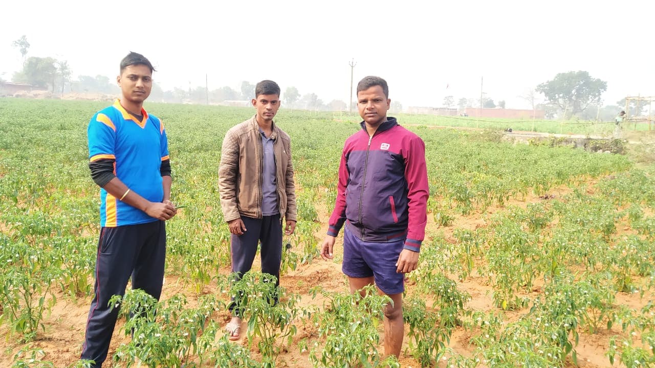 लीज पर 3 एकड़ जमीन लेकर 4 दोस्तों ने शुरू की मिर्च की खेती, अब फूलगोभी के 1.5 लाख पौधे लगाने की है तैयारी