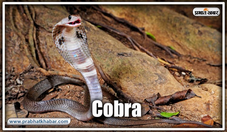 बिहार: सपेरा दिखाने आया सांप का खेल और कोबरा से हो गया सामना, जानिए क्या हुआ जो मच गयी खलबली..