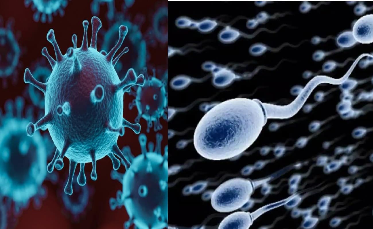 Corona से स्पर्म क्वालिटी पर पड़ रहा असर, रिसर्च में गुणवत्ता निकली खराब, कराना पड़ सकता है इलाज