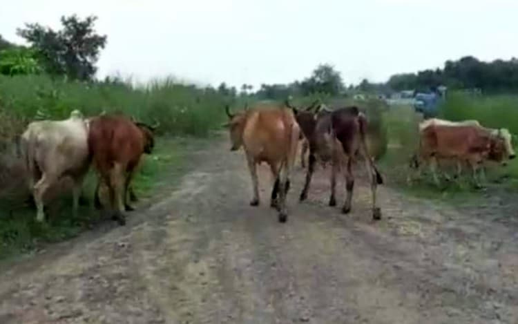 पश्चिम बंगाल में 50 गायों के साथ 9 तस्कर गिरफ्तार, पूर्व बर्दवान जिला पुलिस ने की कार्रवाई