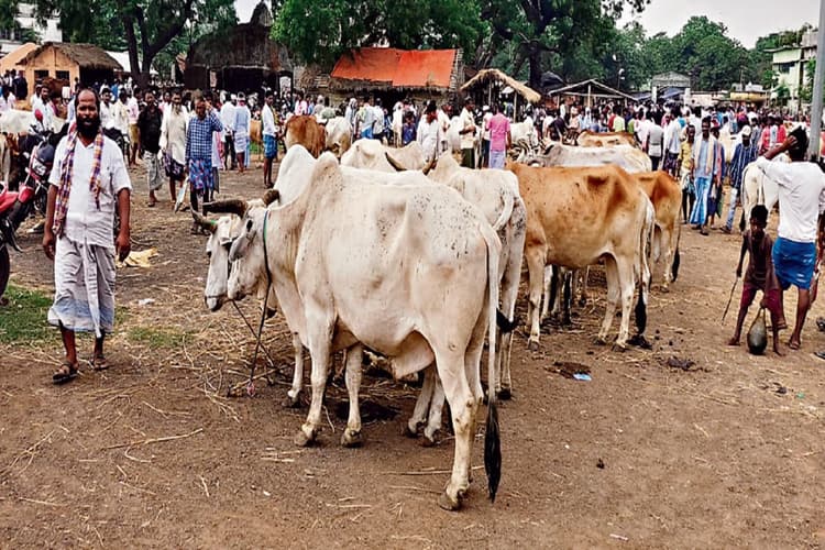 Jharkhand News: झारखंड के इन इलाकों से जमकर हो रही पशु तस्करी, 25 करोड़ से अधिक का होता है कारोबार