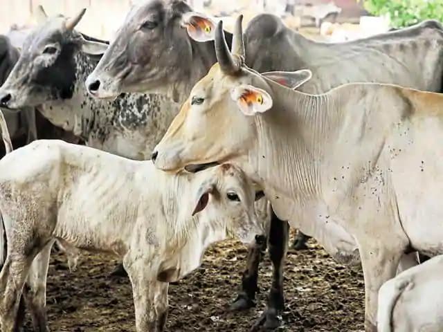 बिहार में ऑनलाइन सजने लगी दुधारु पशुओं की मंडी, मनचाहे दाम पर हो रही खरीद-बिक्री