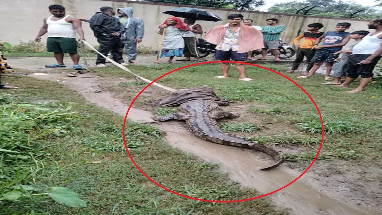 बिहार: घर के अंदर छिपकर बैठा था मगरमच्छ, गांव में घुसने की ताक में था 12 फीट का किंग कोबरा सांप