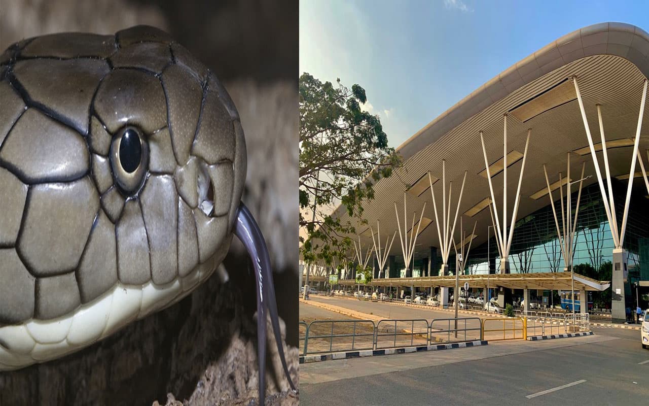 Bengaluru Airport पर बैग में मिले 72 विदेशी सांप, 17 किंग कोबरा भी जब्त