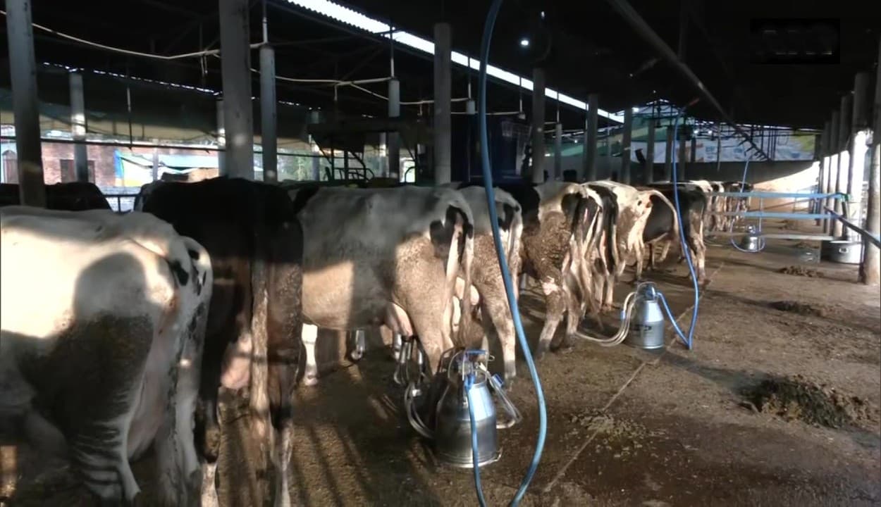 Bihar Dairy News: बिहार में 1428 डेरी फ़ार्म खुलने जा रहा है , जिसे खोलने के लिए सरकार आपको देगी सब्सिडी