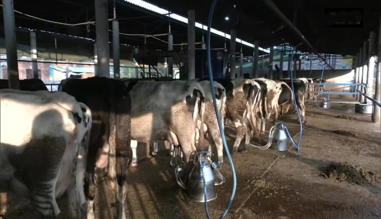 Bihar Dairy News: बिहार में 1428 डेरी फ़ार्म खुलने जा रहा है , जिसे खोलने के लिए सरकार आपको देगी सब्सिडी