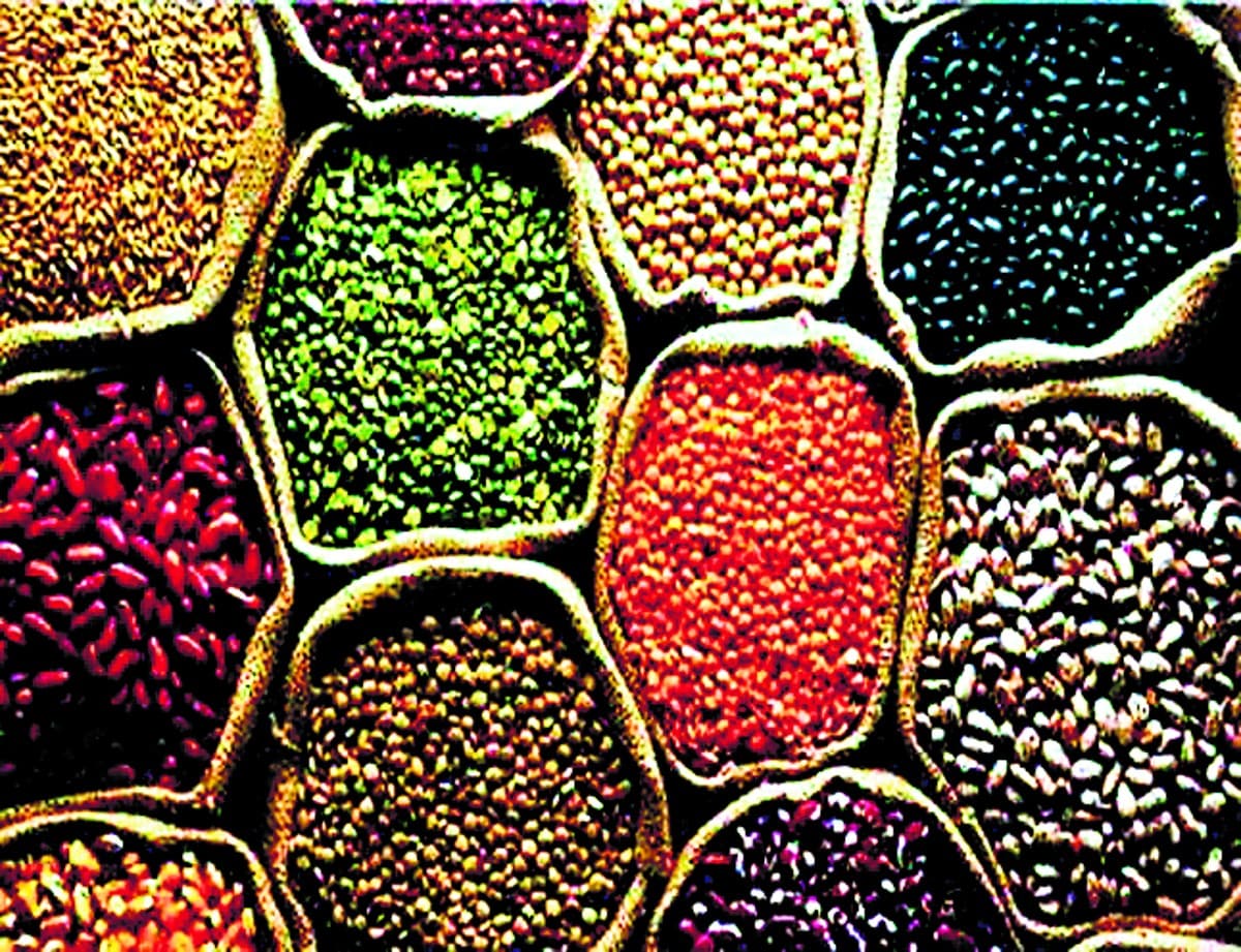 दलहन में गिरिडीह को आत्मनिर्भर बनाने में जुटा विभाग, किसानों को प्रोत्साहित कर रहे अधिकारी