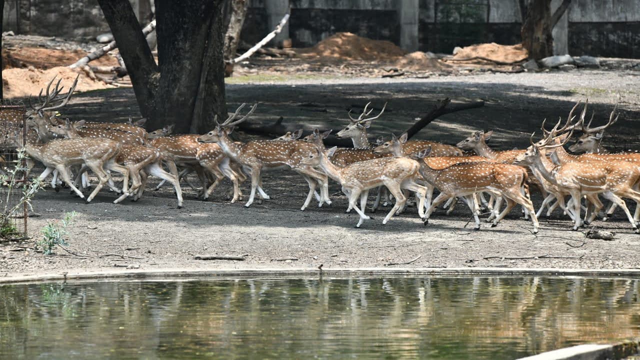 25 हेक्टेयर में फैले टाटा जू का होगा विस्तार, QR कोड से मिलेगी जानवर और पेड़-पौधों की जानकारी
