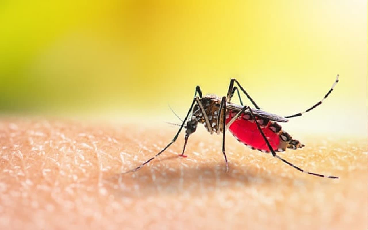 Patna Dengue News: संपतचक के कई गांव में फैला डेंगू, एक परिवार के कई लोग चपेट में आये