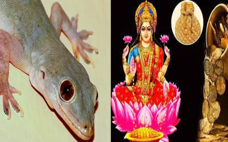 घर के मंदिर और किचन में छिपकली का दिखना होता है शुभ, और आपके शरीर पर...