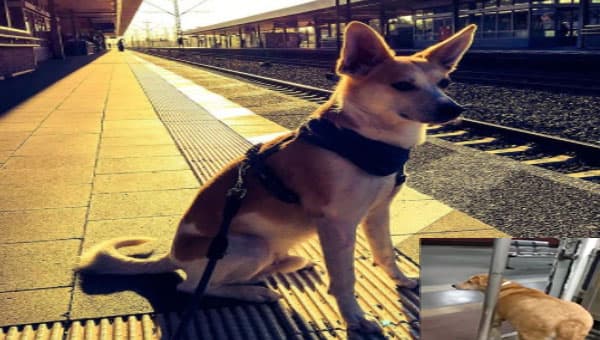 न्यूज एंकर का माइक्रोफोन लेकर भाग खड़ा हुआ Golden Retriever ब्रीड का ये कुत्ता, सोशल मीडिया पर Viral हुआ Funny Video