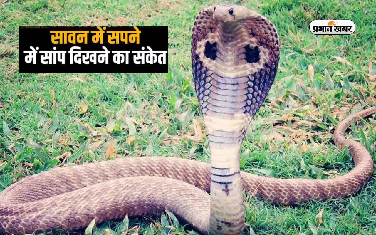 Swapna Shastra, Dream Interpretation: अगर श्रावण के महीने में सपने में दिख जाए सांप, तो मिलते हैं ये संकेत Swapna Shastra, Dream Interpretation: अगर श्रावण के महीने में सपने में दिख जाए सांप, तो मिलते हैं ये संकेत