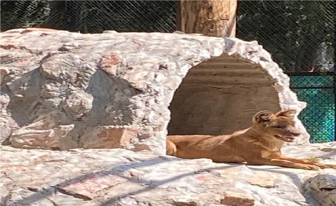 पटना जू में पहली बार दिखा मैसूर से लाया गया वाइल्ड डॉग, जेब्रा वर्णिका की स्थिति अब स्थिर