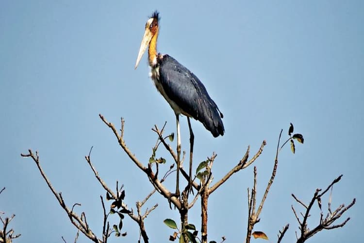 साल 1874 के बाद लोहरदगा में दिखे ये दो दुर्लभ प्रवासी पक्षी, दोनों का आकार और रंग ऐसा कि अंतर करना मुश्किल