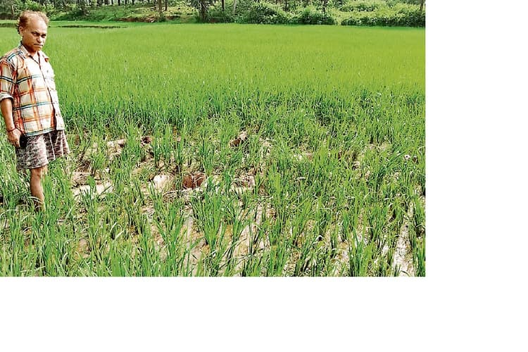 झारखंड के इस गांव की सीमा में हाथियों के प्रवेश करते ही बजने लगेगा हूटर, विभाग ने मशीन लगाने का भेजा प्रस्ताव