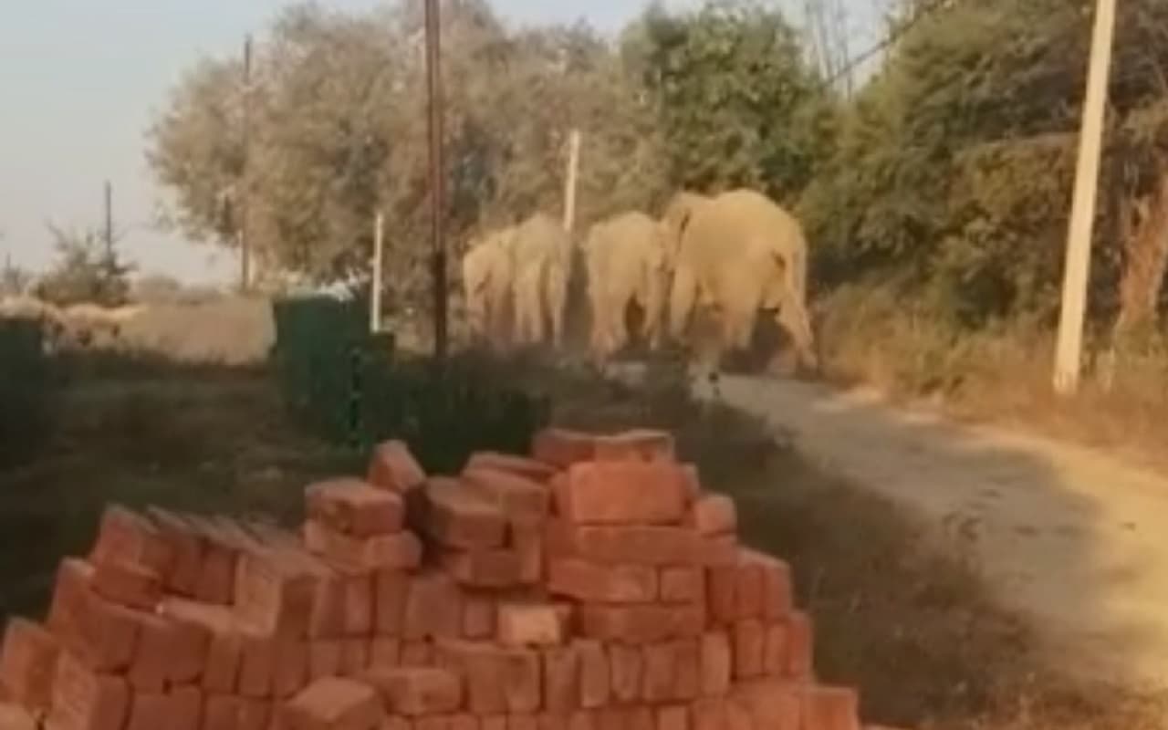 Jharkhand News: झारखंड के पलामू में हाथियों का कहर, दो लोगों को पटककर मार डाला, दहशत में ग्रामीण