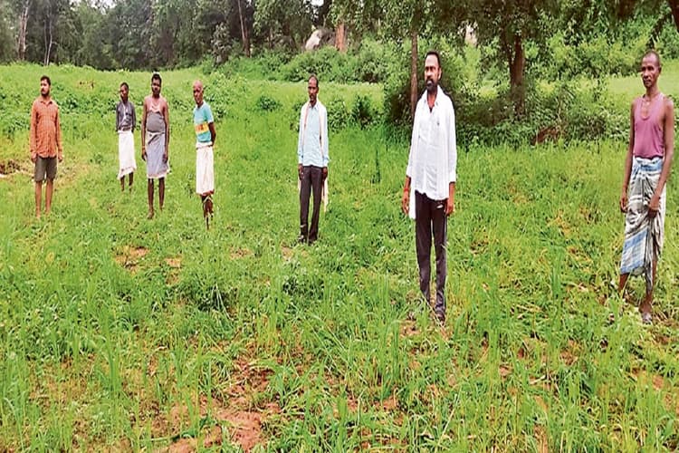 हाथियों के झुंड ने सात एकड़ में लगी फसल को पहुंचाया नुकसान, ग्रामीणों की हुई नींद हराम