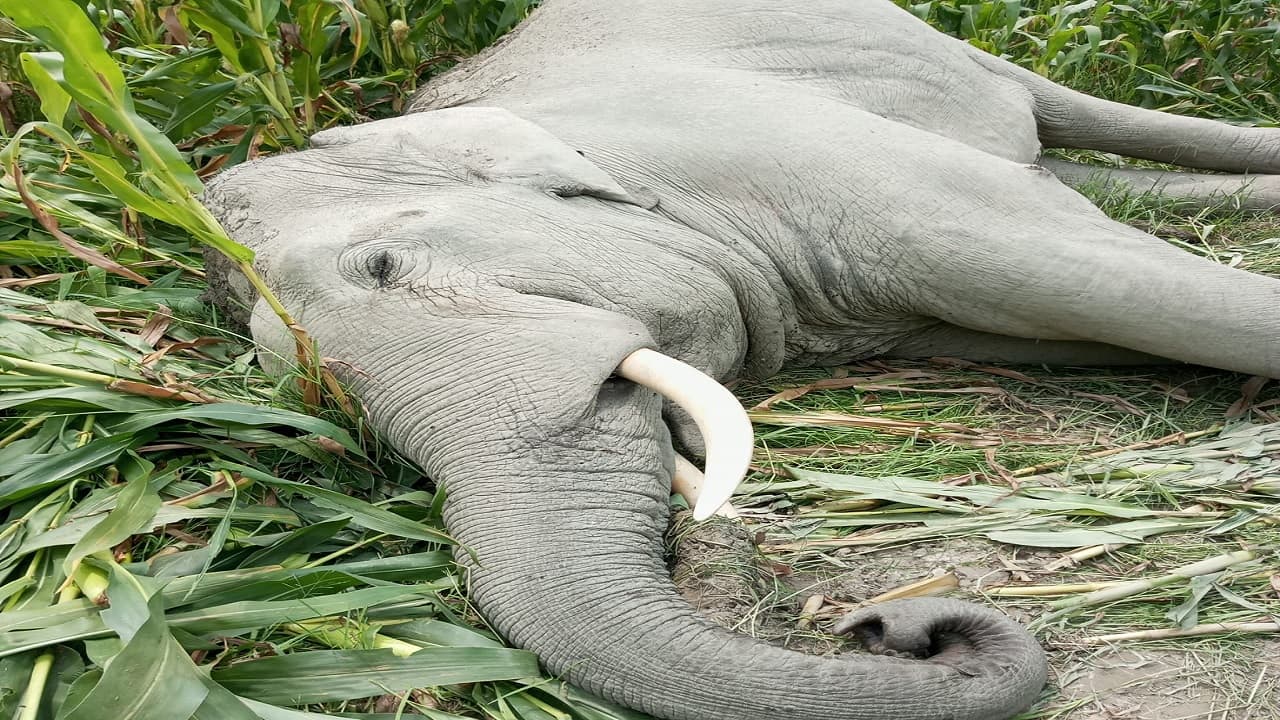 बिहार: गजराज की मौत के बाद एक दांत की चोरी, 6 हाथियों ने फिर घेरा बनाकर दिया पहरा, जानें मामला..