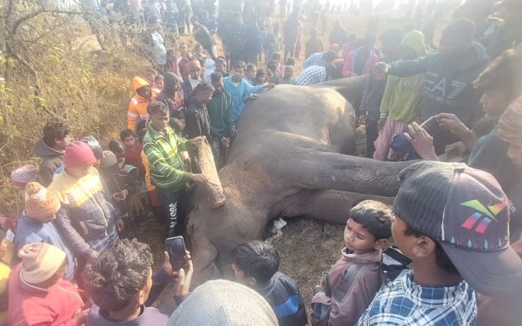 Jharkhand News: पश्चिमी सिंहभूम के जैंतगढ़ में हाईटेंशन तार ने एक हाथी की ली जान, कौन है जिम्मेवार?