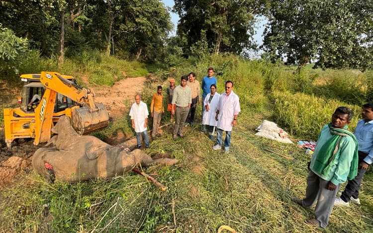 पलामू टाइगर रिजर्व में 11 हजार वोल्ट का करंट लगाकर एक हाथी को मारा, दो आरोपी गिरफ्तार, मास्टरमाइंड फरार