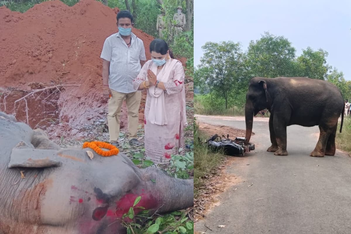 झारखंड: हथिनी को क्यों श्रद्धांजलि दे रहीं डीएफओ ममता प्रियदर्शनी? 24 घंटे में दो मादा हाथियों की हो गयी मौत