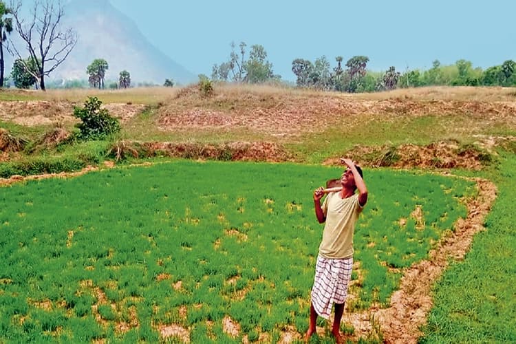 धनबाद में सामान्य से 63 फीसदी कम हुई बारिश, 80 फीसदी से अधिक बिचड़े जले, अब तक जीरो प्रतिशत धनरोपनी