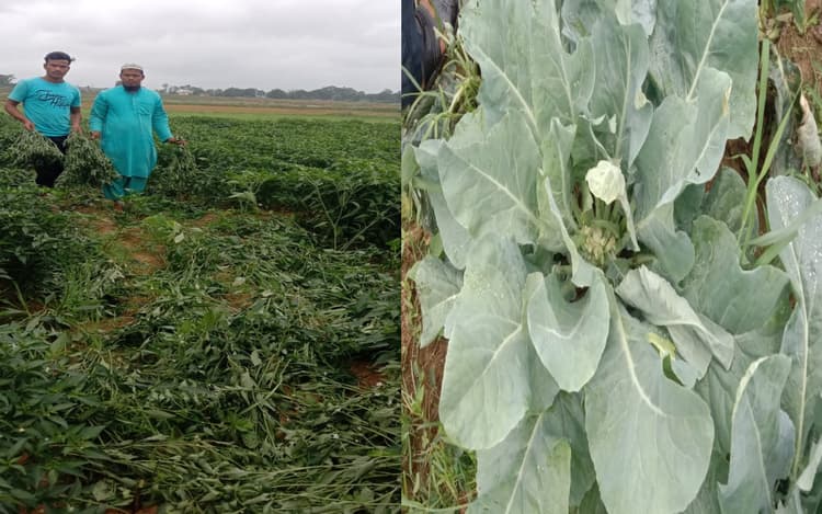 झारखंड के किसानों को सुखाड़ से राहत देने के लिए सरकार बांटेगी 20 करोड़ रुपये का बीज