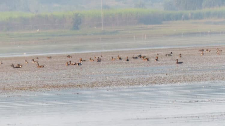 Jharkhand News : जहर देकर विदेशी पक्षियों का कोडरमा में हो रहा शिकार, 11 यूरेशियन कूड बरामद, भागे तस्कर