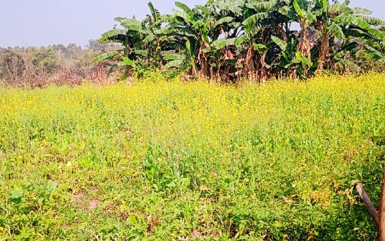 डाड़ी के पानी को पाइपलाइन से 1700 फीट दूर खेतों तक पहुंचाया, लहलहा रही फसल, किसान हुए खुशहाल