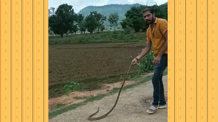 बरसात के मौसम में सांपों से रहें बचकर, इन जहरीले सांपों के बारे में जानें